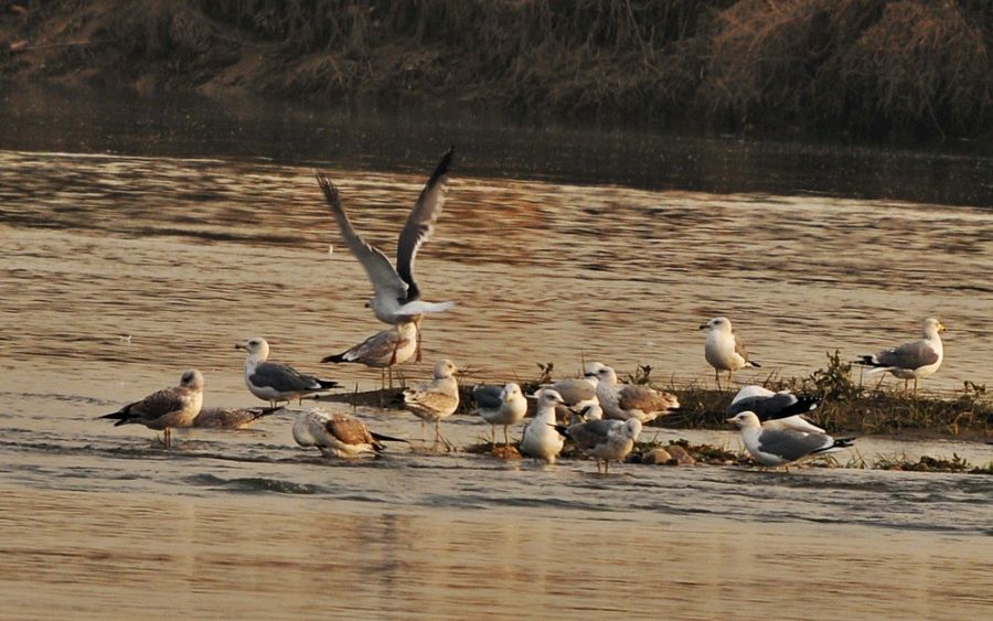 Van gölü martısı