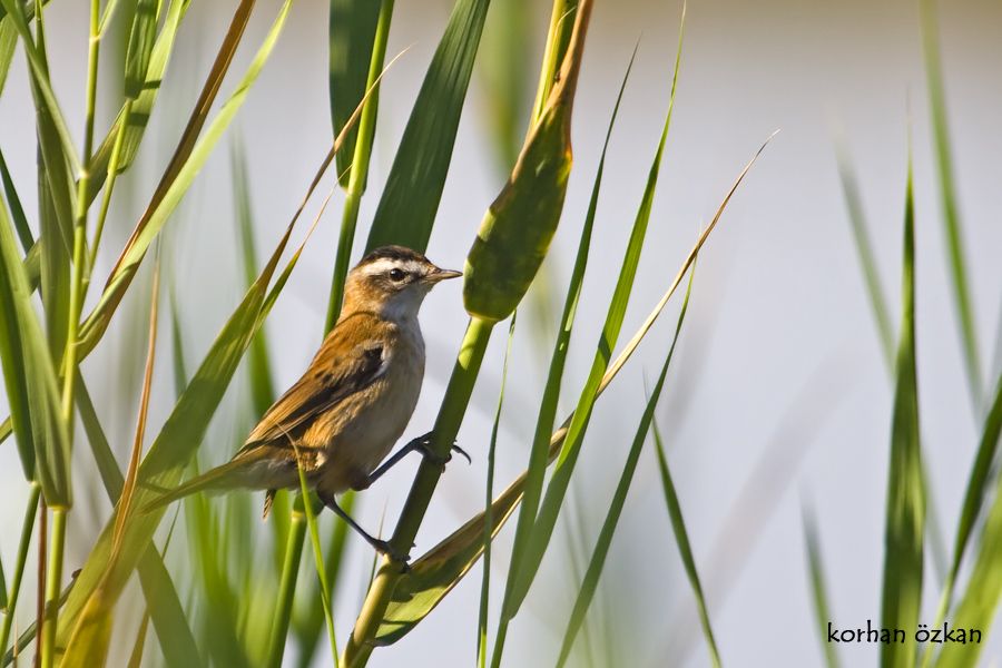 Bıyıklı kamışçın