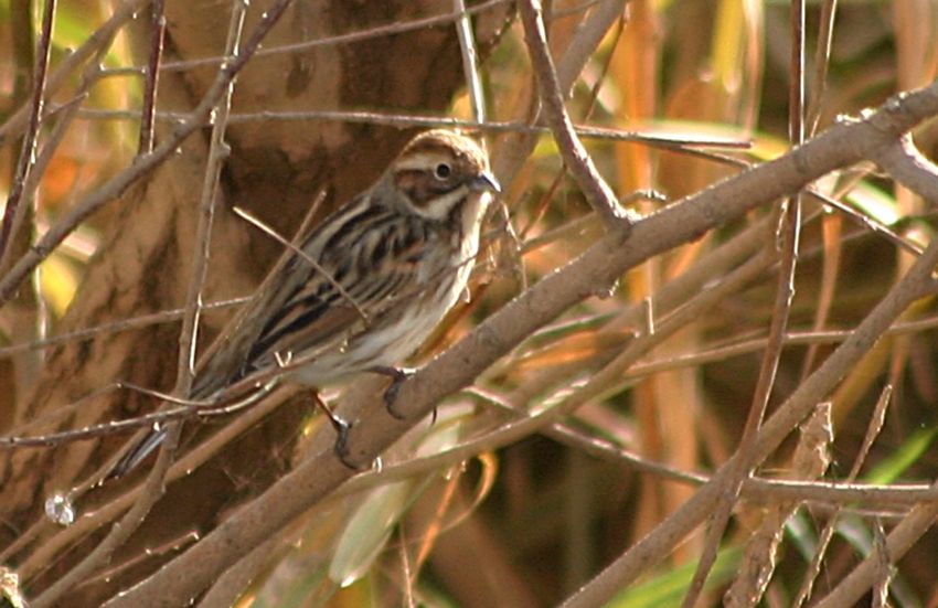 Bataklık Kirazkuşu