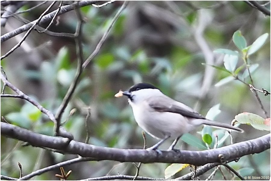 Kayın baştankarası
