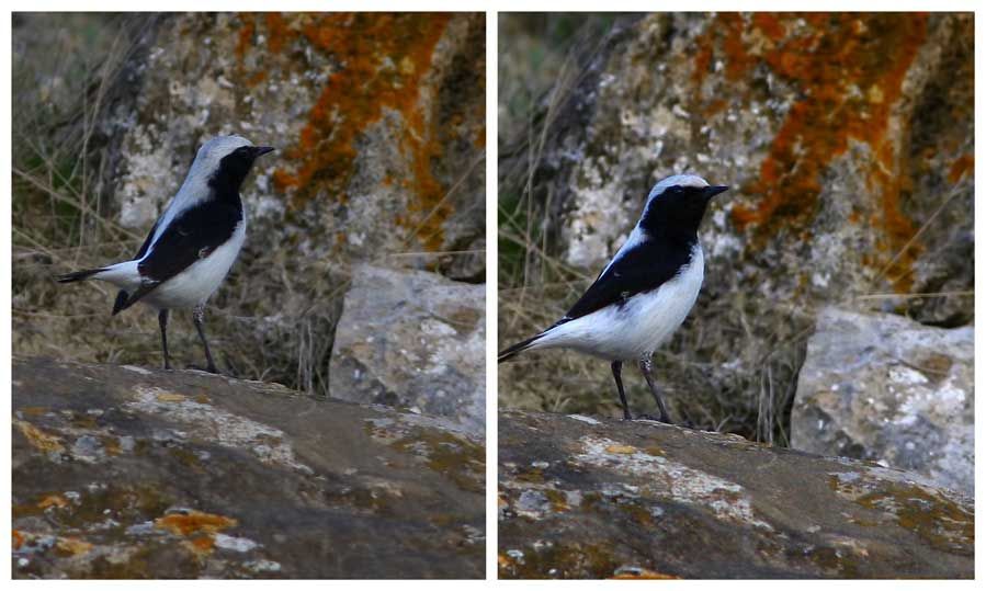 Aksırtlı kuyrukkakan