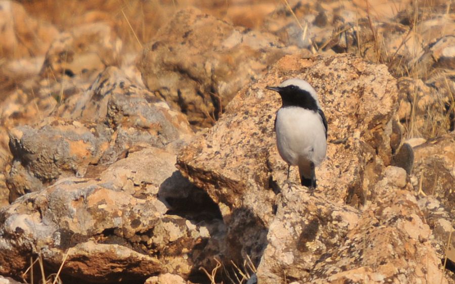 Aksırtlı kuyrukkakan