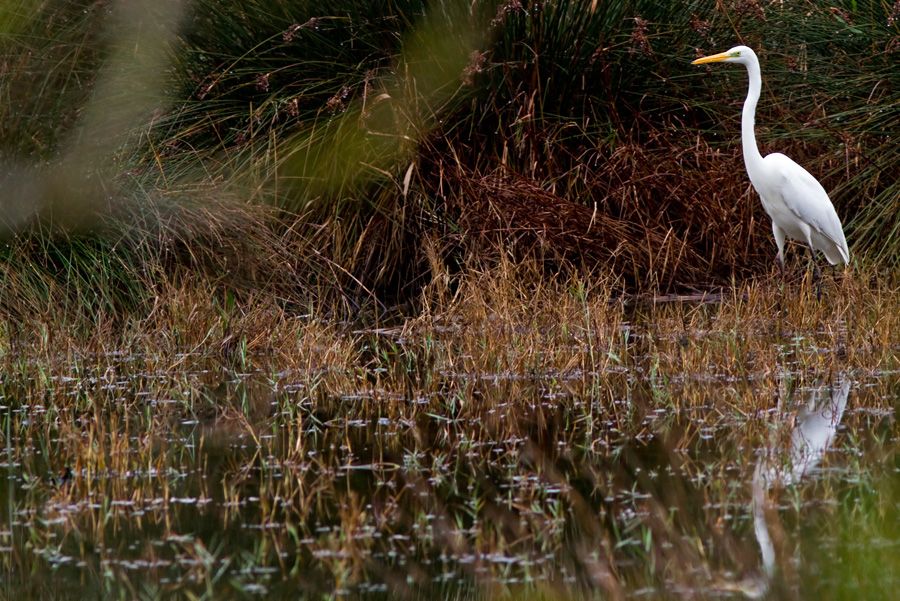 Büyük ak balıkçıl
