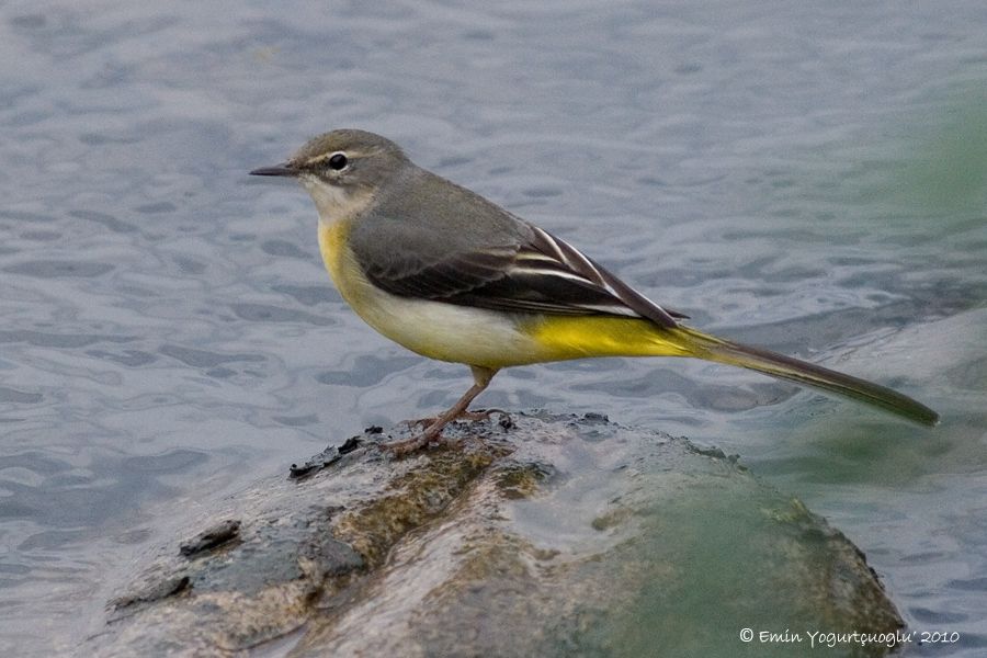 Dağ kuyruksallayanı