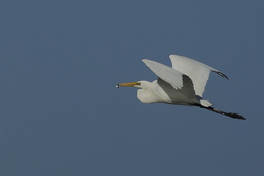 Büyük ak balıkçıl