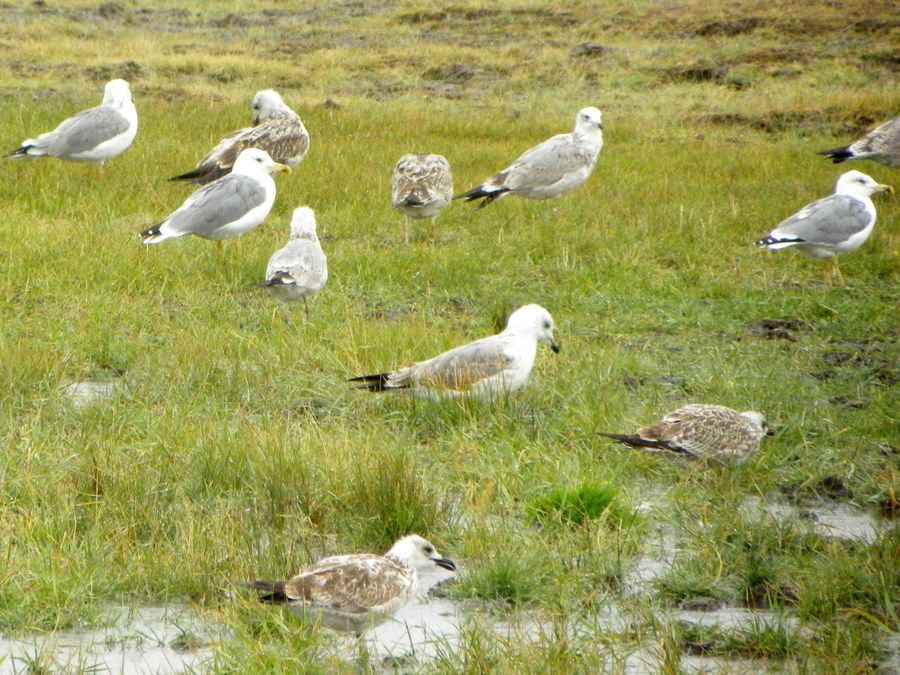 Van gölü martısı