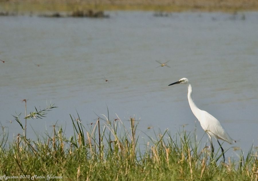 Küçük ak balıkçıl