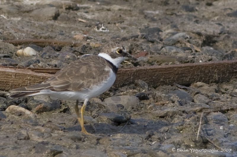 Halkalı küçük cılıbıt