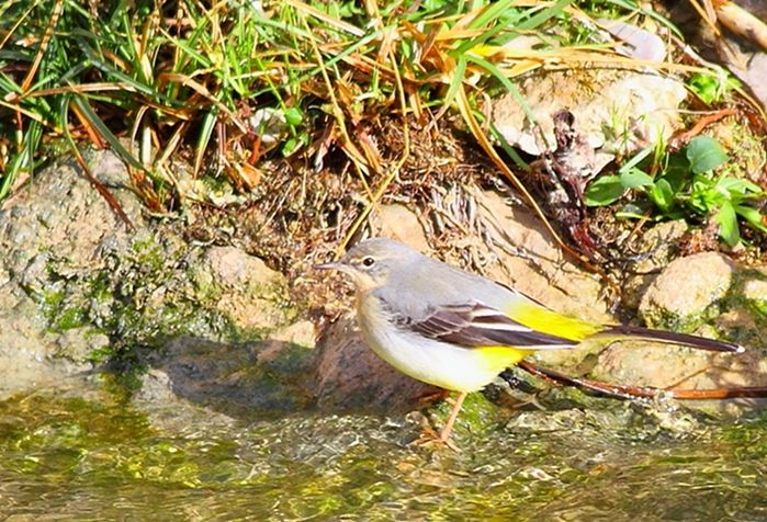 Dağ kuyruksallayanı