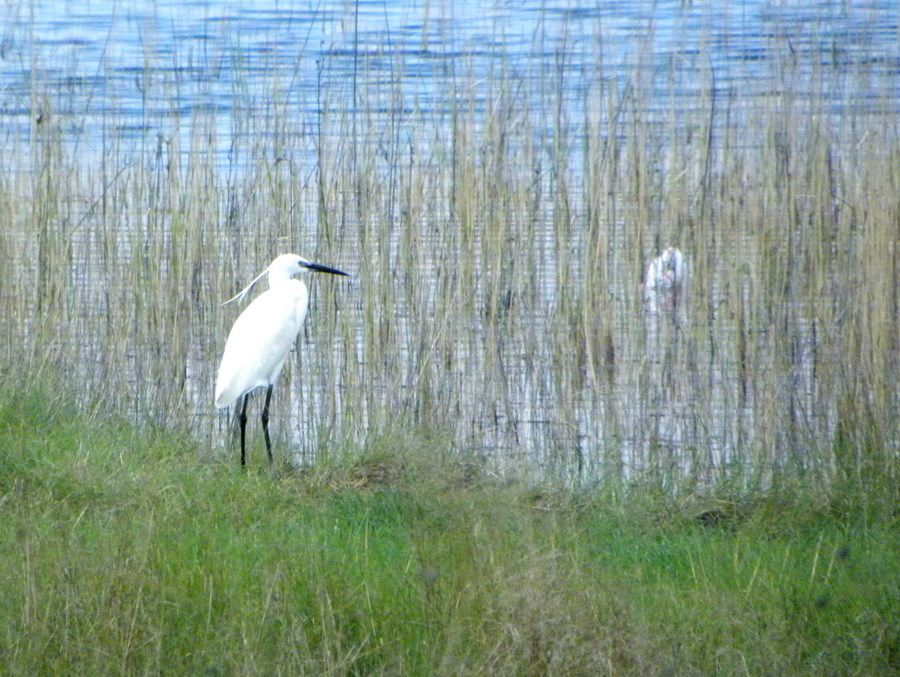 Küçük ak balıkçıl