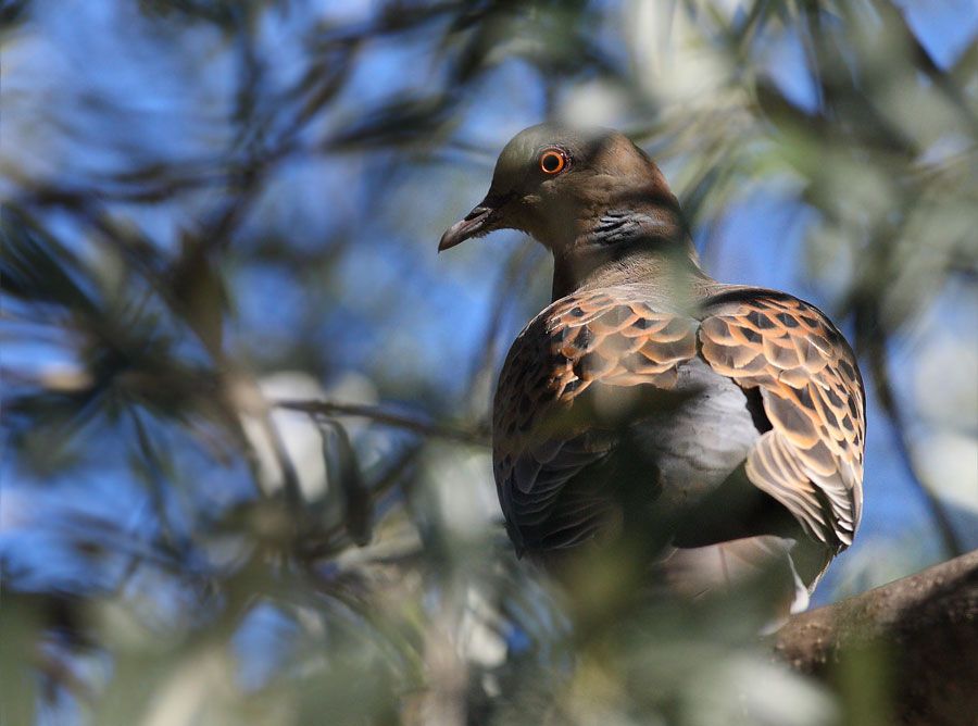 Büyük üveyik eskisi