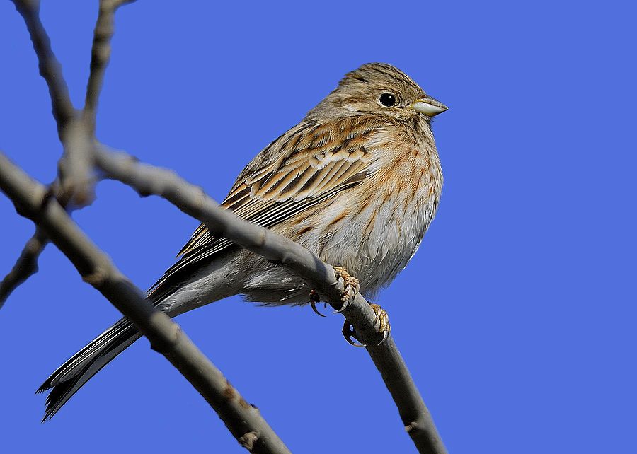 Akbaşlı kirazkuşu