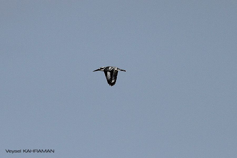 Alaca yalıçapkını