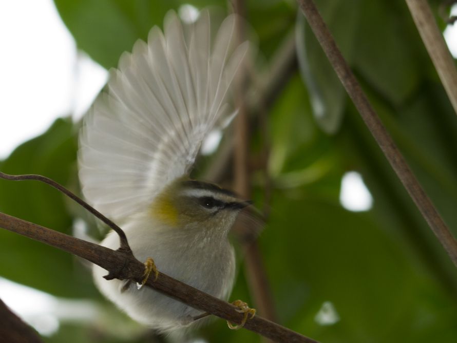 Sürmeli çalıkuşu