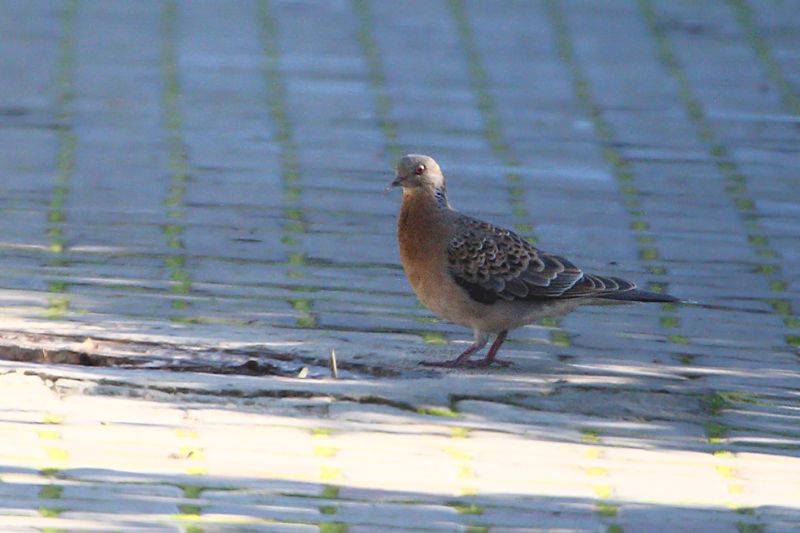 Büyük üveyik eskisi