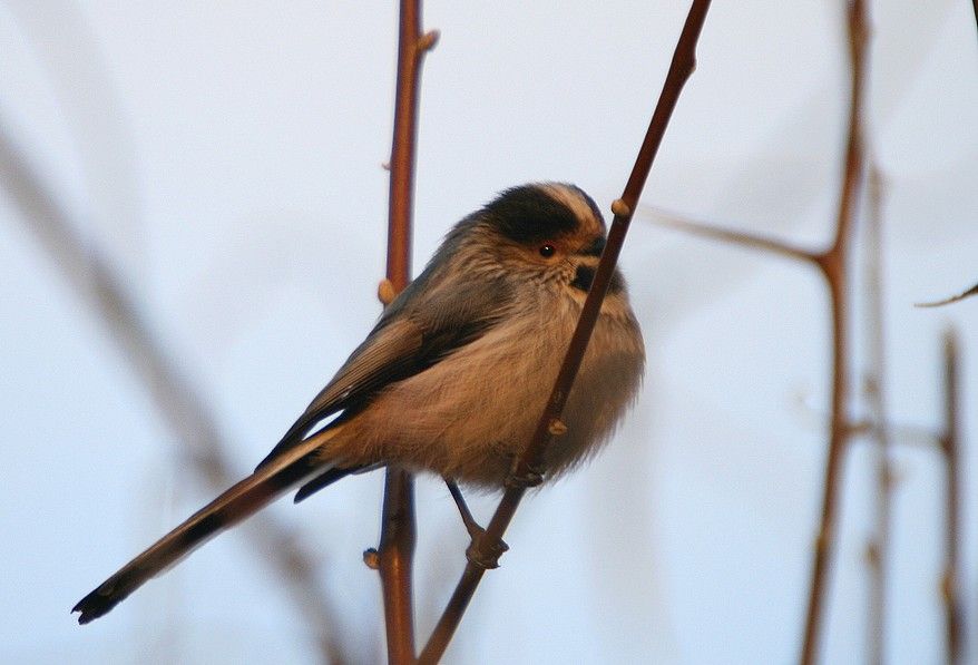 Uzunkuyruklu baştankara