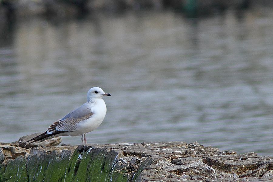 Küçük gümüş martı