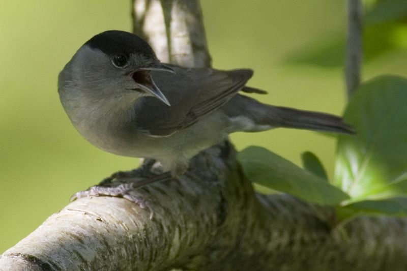 Karabaşlı ötleğen