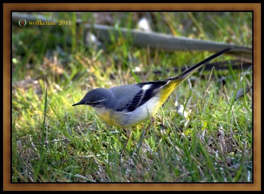 Dağ kuyruksallayanı