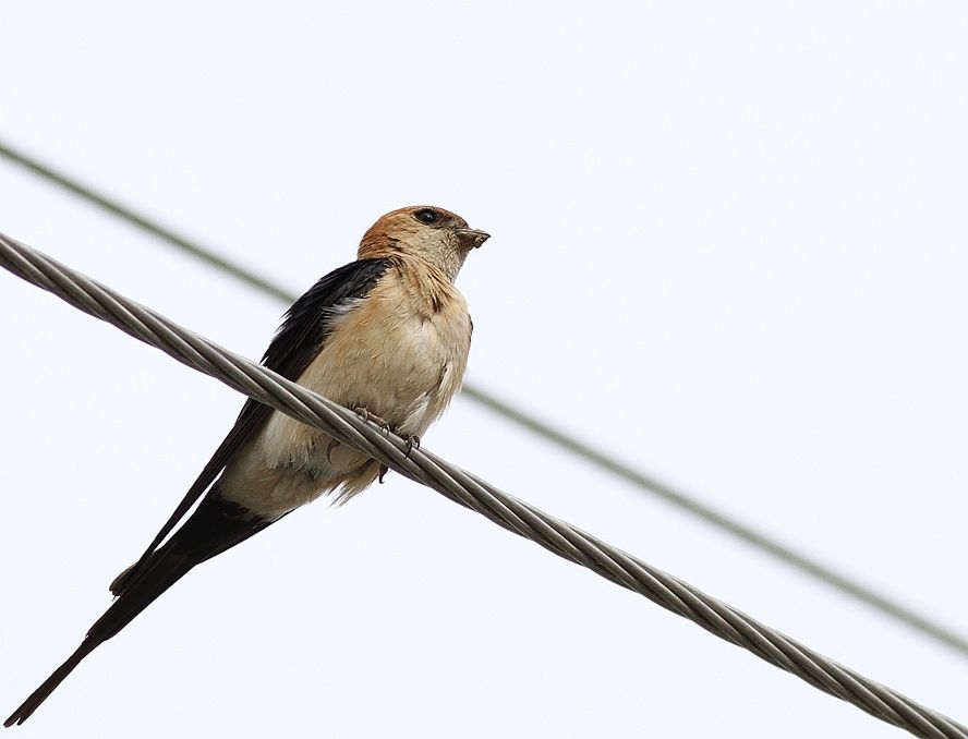 Kızıl kırlangıç