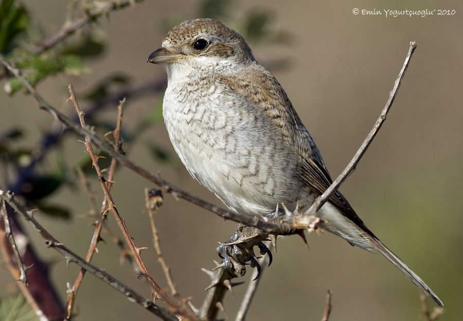 Kızılsırtlı örümcekkuşu