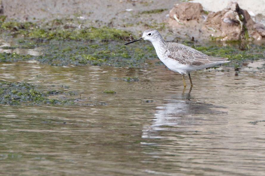 Bataklık düdükçünü