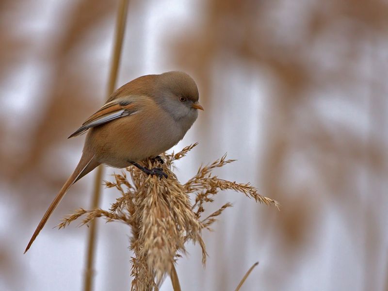Bıyıklı baştankara