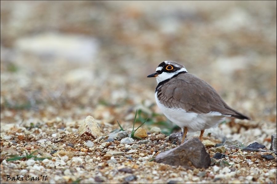 Halkalı küçük cılıbıt