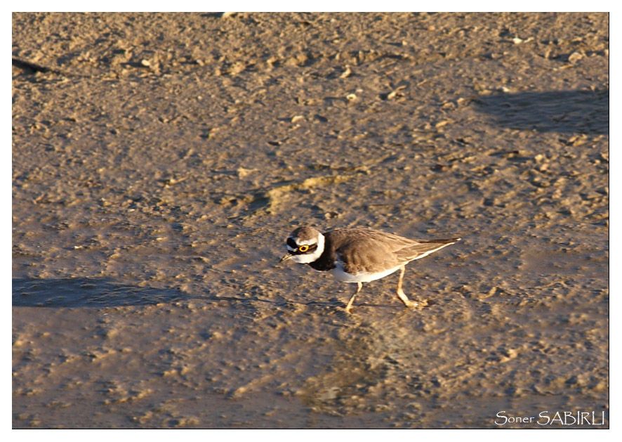 Halkalı küçük cılıbıt