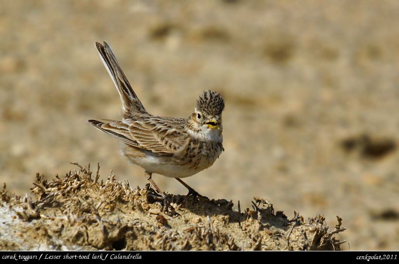Türkistan çorak toygarı