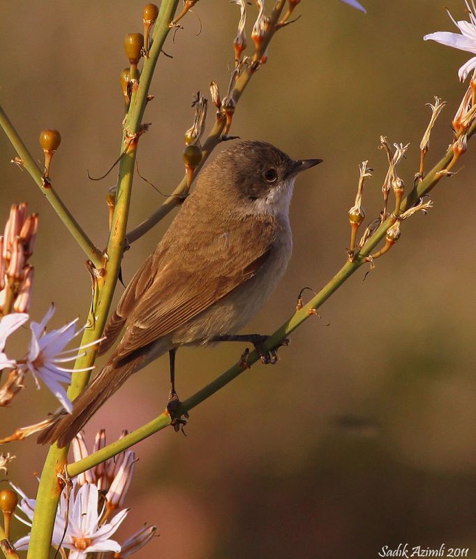 Küçük akgerdanlı ötleğen