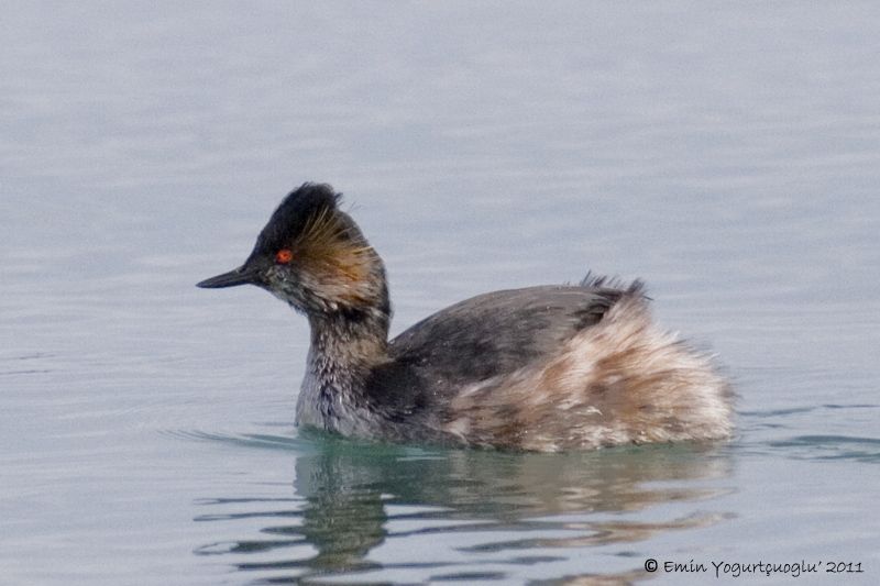 Karaboyunlu batağan