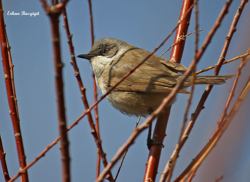Küçük akgerdanlı ötleğen