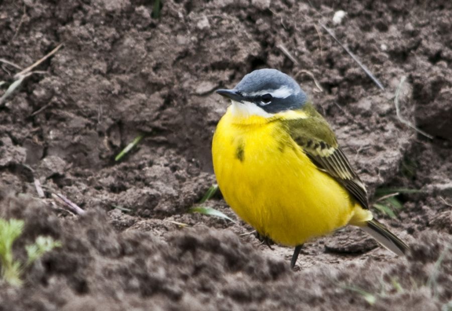 Sarı kuyruksallayan