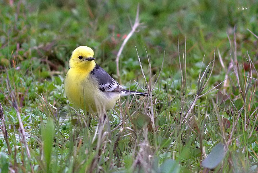 Sarıbaşlı kuyruksallayan