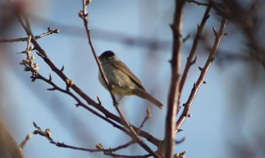 Karabaşlı ötleğen
