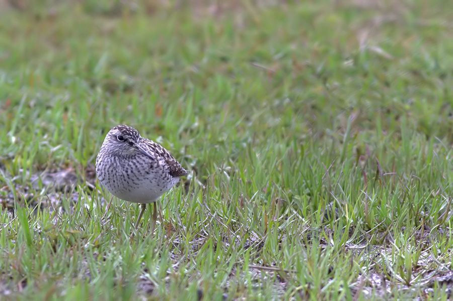 Orman düdükçünü