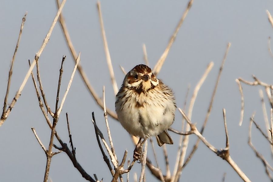 Bataklık Kirazkuşu