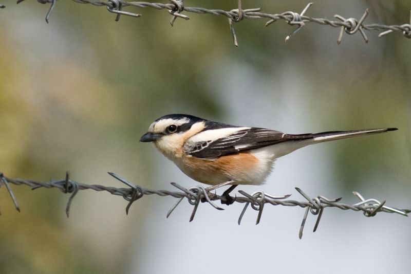 Maskeli örümcekkuşu