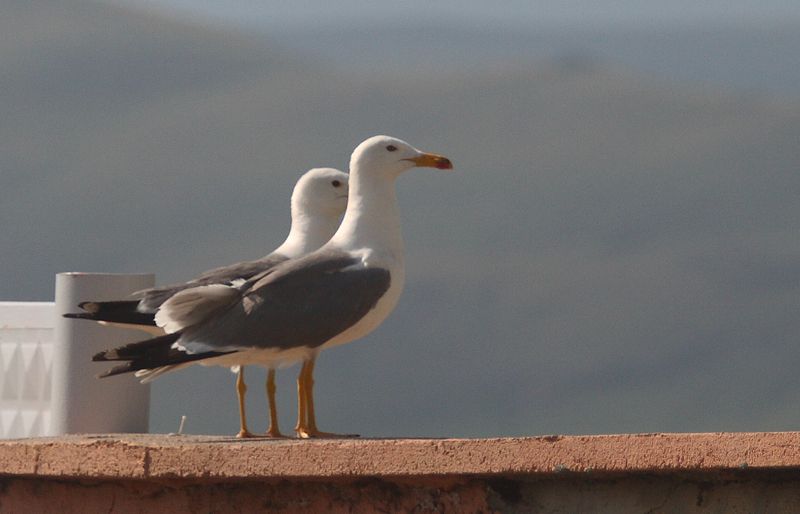 Van gölü martısı