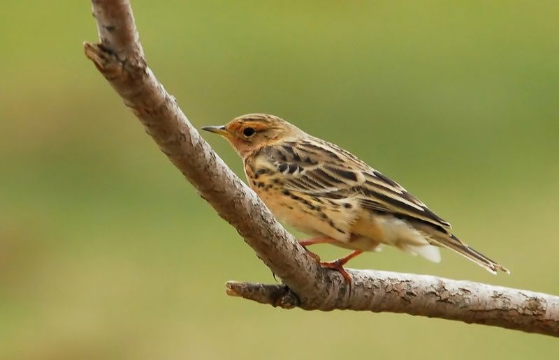 Kızılgerdanlı incirkuşu
