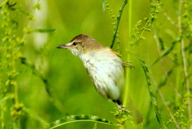 Büyük kamışçın