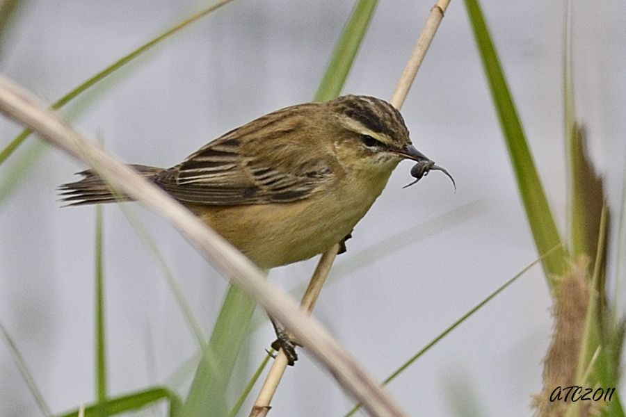 Kındıra kamışçını
