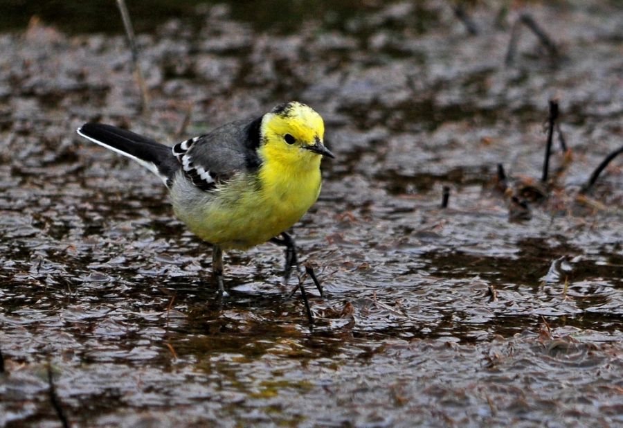 Sarıbaşlı kuyruksallayan