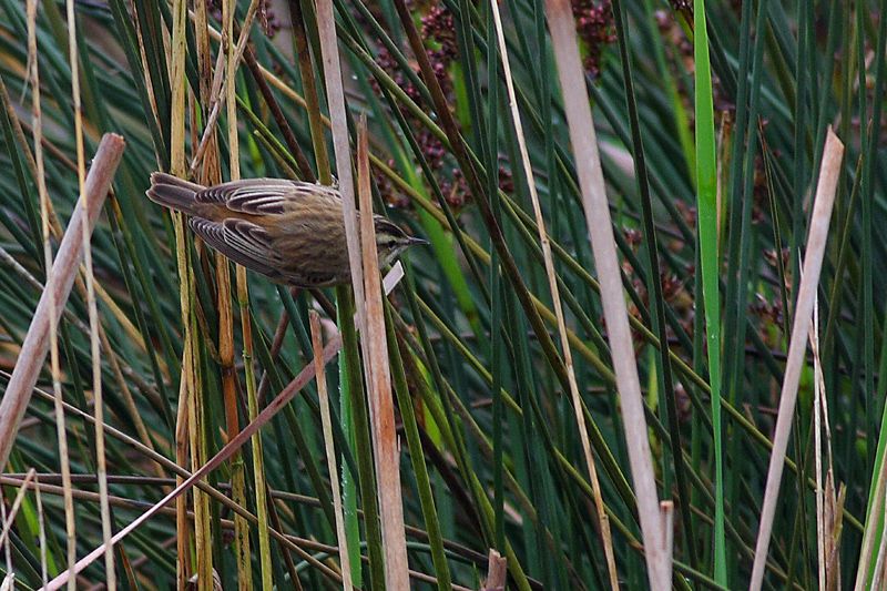 Kındıra kamışçını
