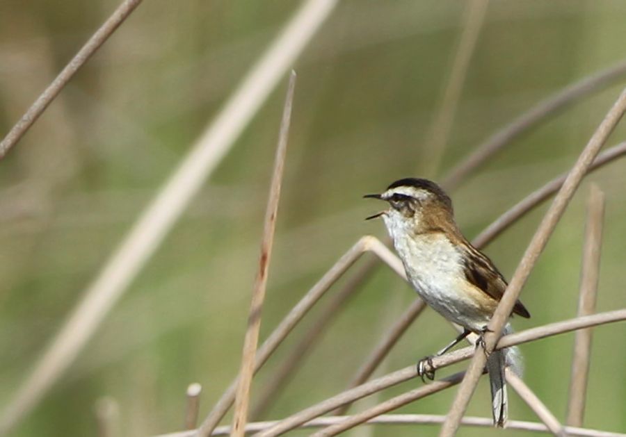 Bıyıklı kamışçın