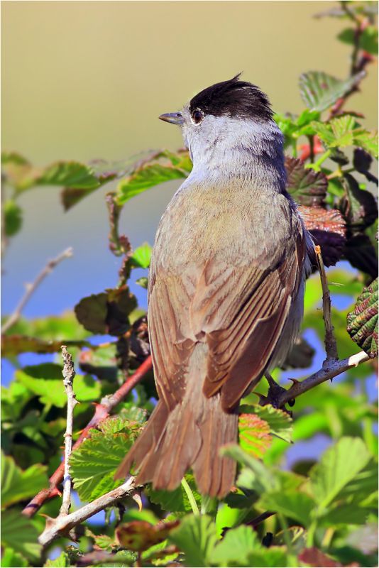 Karabaşlı ötleğen