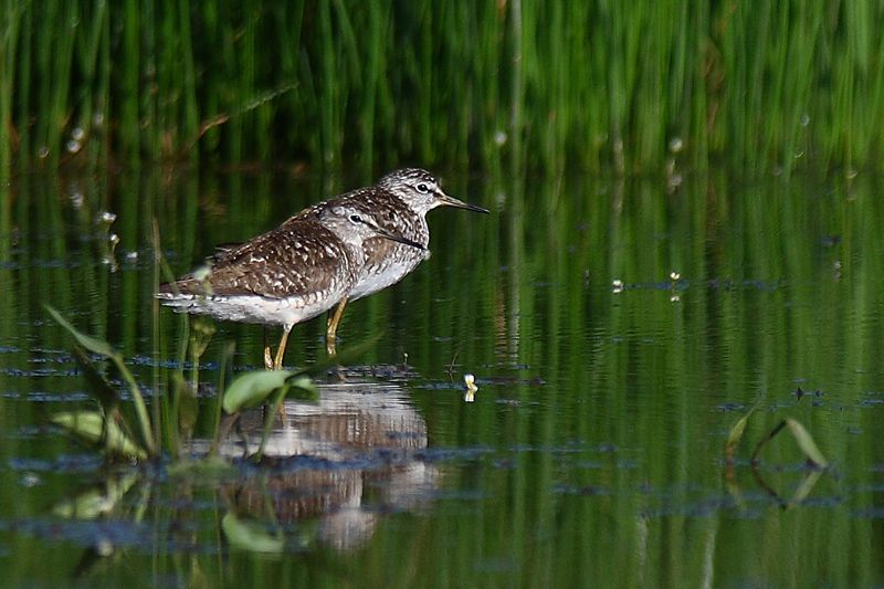Orman düdükçünü
