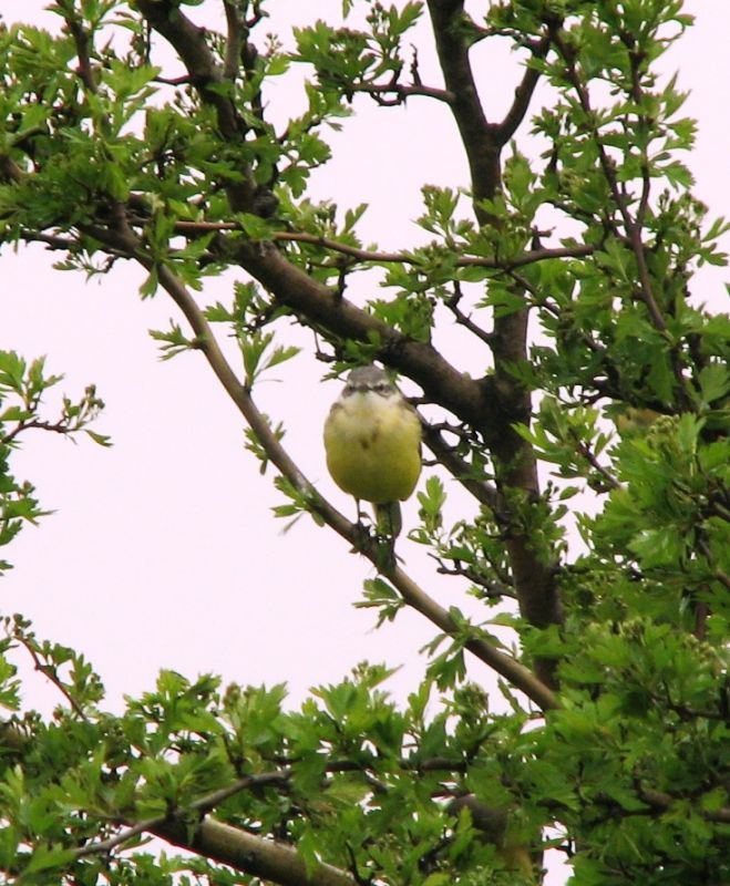 Sarı kuyruksallayan