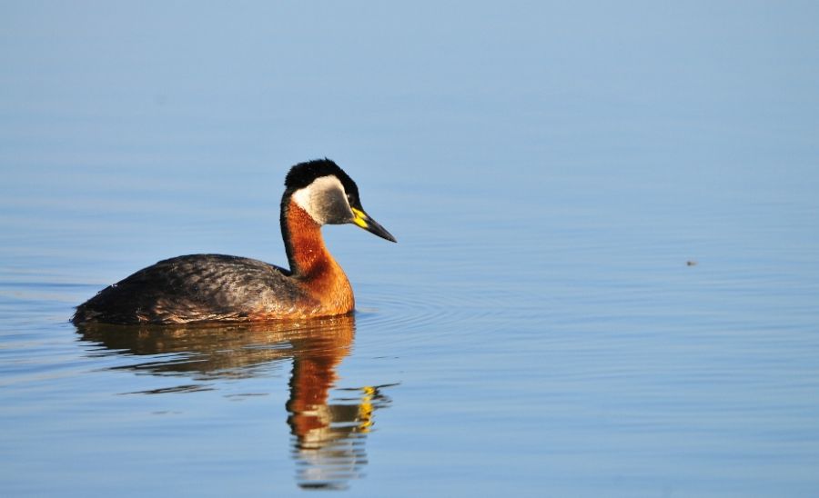Kızılboyunlu batağan